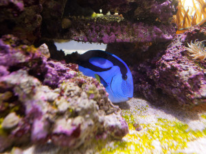 Saltwater Aquarium Setups, Fishtank, reef tank